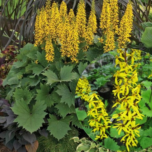 Ligularia stenocephala 'Little Golden Ray' - Sale kobarpea 'Little Golden Ray' P11/0,75L